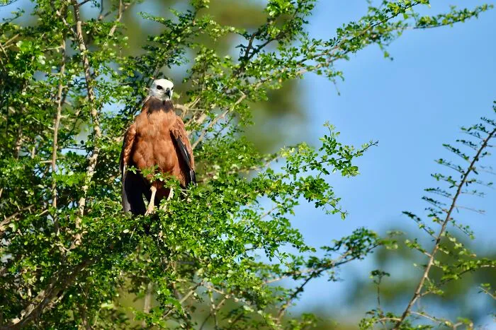 Black-Collard Hawk (Busarellus Nigricollis), Crooked Tree, ©aurore Shirley