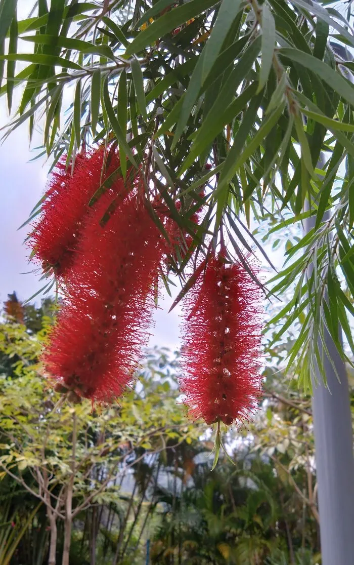 Bottlebrush Blooming