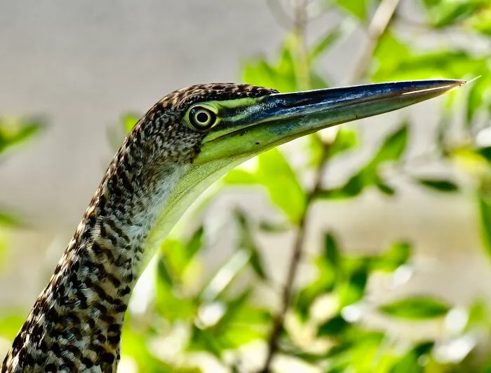 Bare-Throated Tiger Heron (Tigrisoma Mexicanum), Ambergris Caye, ©aurore Shirley