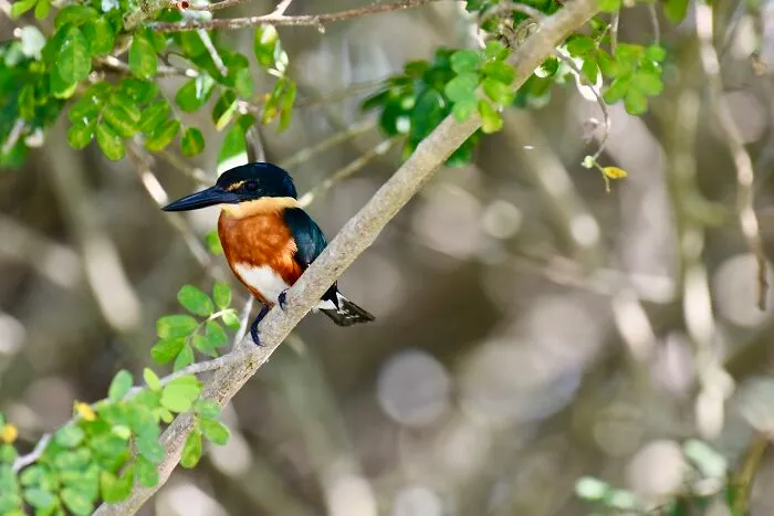 American Pygmy Kingfisher (Chloroceryle Aenea), Crooked Tree, ©aurore Shirley