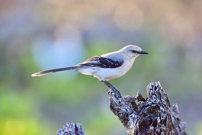 Tropical Mockingbird (Mimus Gilvus), Ambergris Caye, ©aurore Shirley