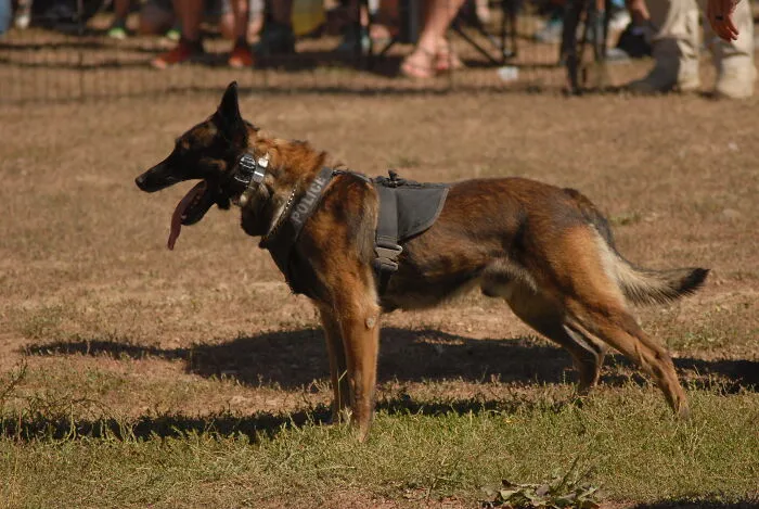 Police Dog