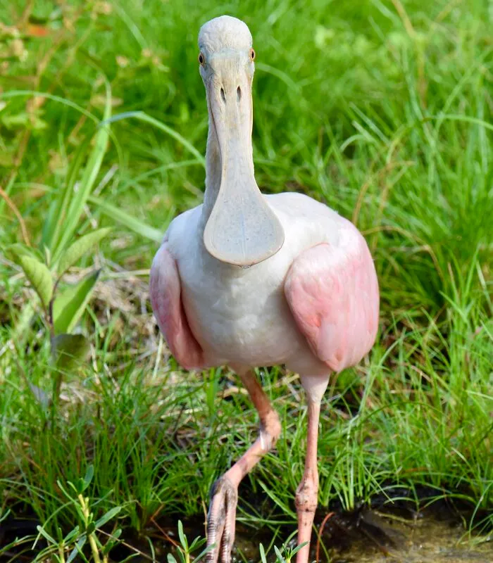 Roseate Spoonbill (Platalea Ajaja), Ambergris Caye, ©aurore Shirley