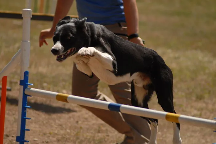 Agility Jump