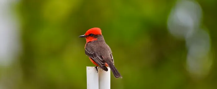 Vermilion Flycatcher (Pyrocephalus Obscurus), Crooked Tree, ©aurore Shirley