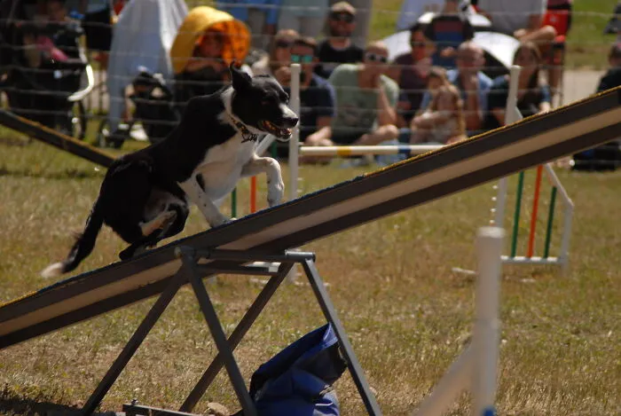 See Saw Agility