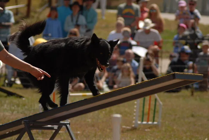 See Saw