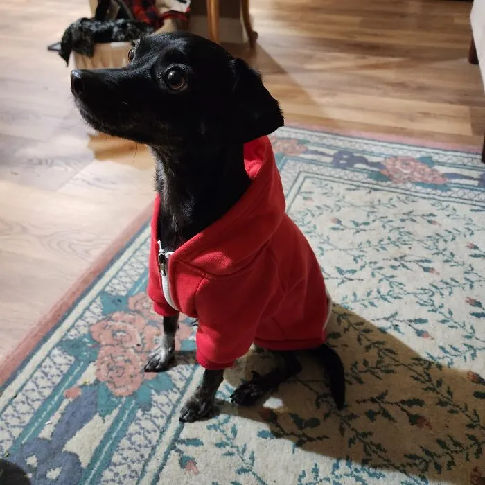 My Lil Pupper, Bos'n!