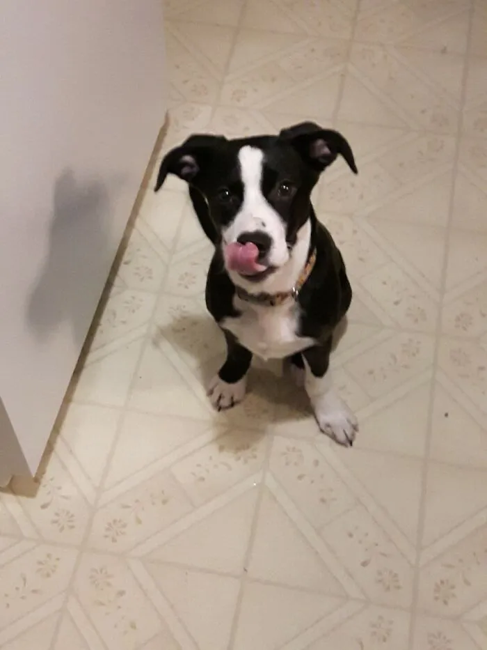 Doyle Dog-A-Roo Waiting For A Piece Of Cheese