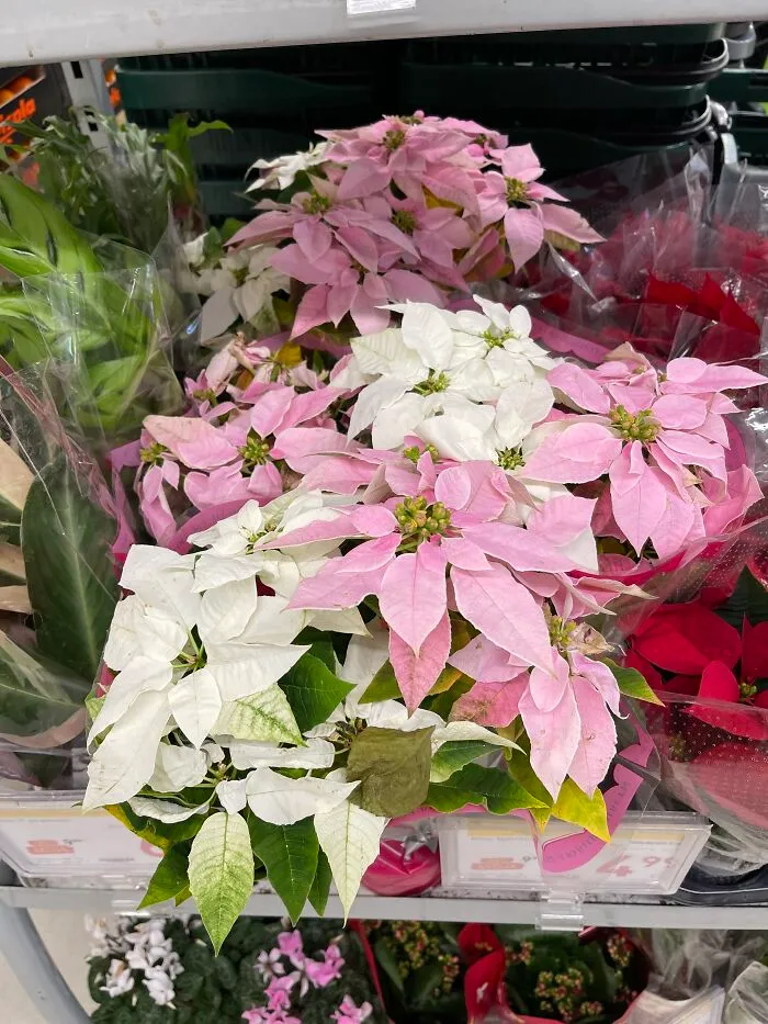 A Couple Of Plants I Got As A Gift But I Don’t Necessarily Like Myself