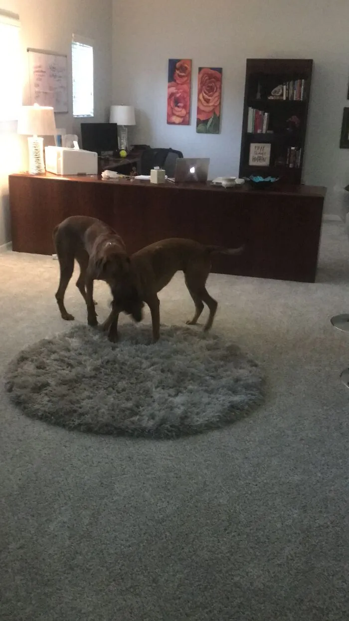 They Will Never Stop Play Fighting. They Literally Never Stop Unless They’re Sleeping