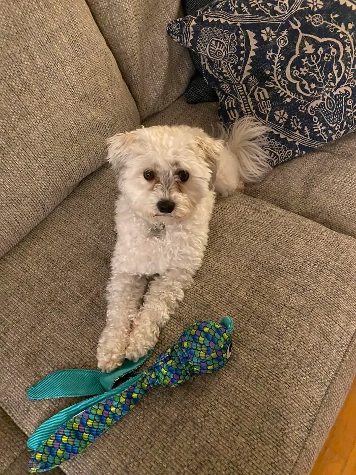 Here Are Some Photos Of My Pets To Hopefully Brighten Your Day (20 Pics)