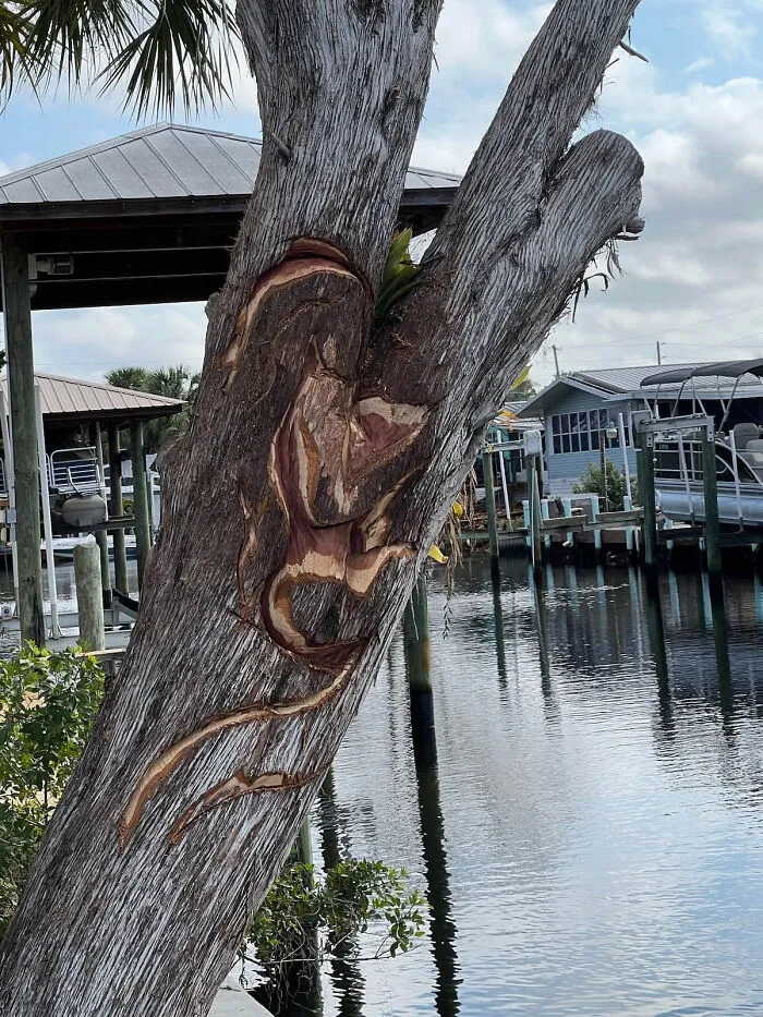 From Cedar Tree To Mermaid (5 Pics)