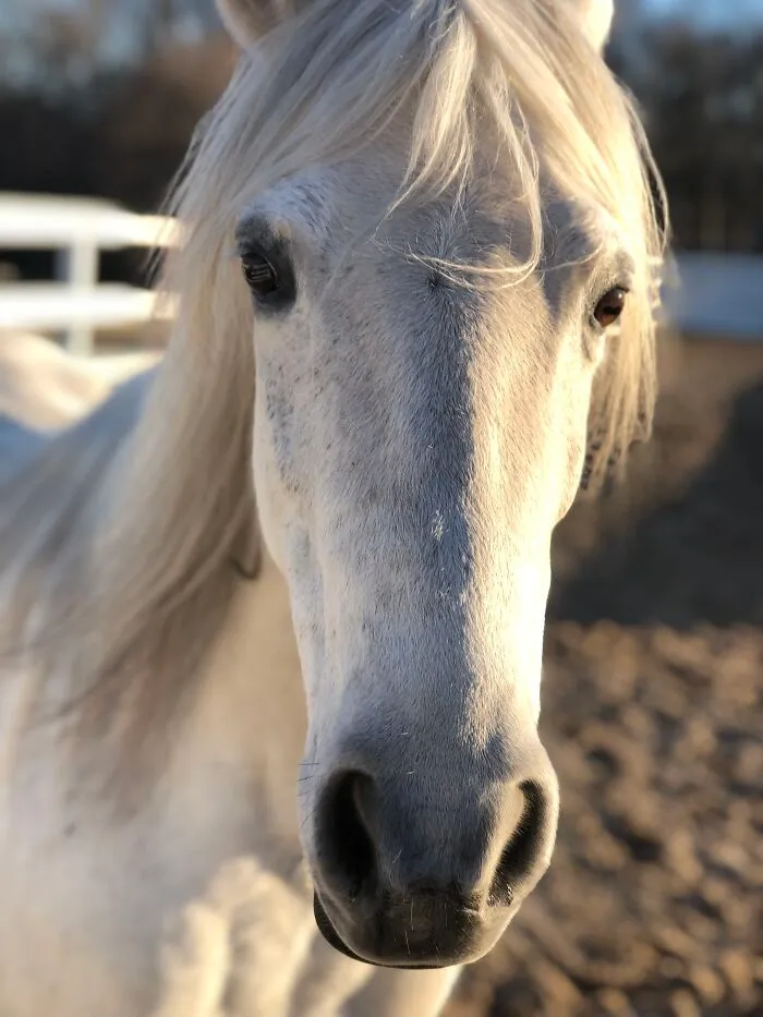 Eyes Of Amber