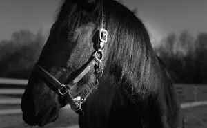 From Goofy To Glorious: 40 Of The Best Pictures I Took Of My Horses From Over The Years