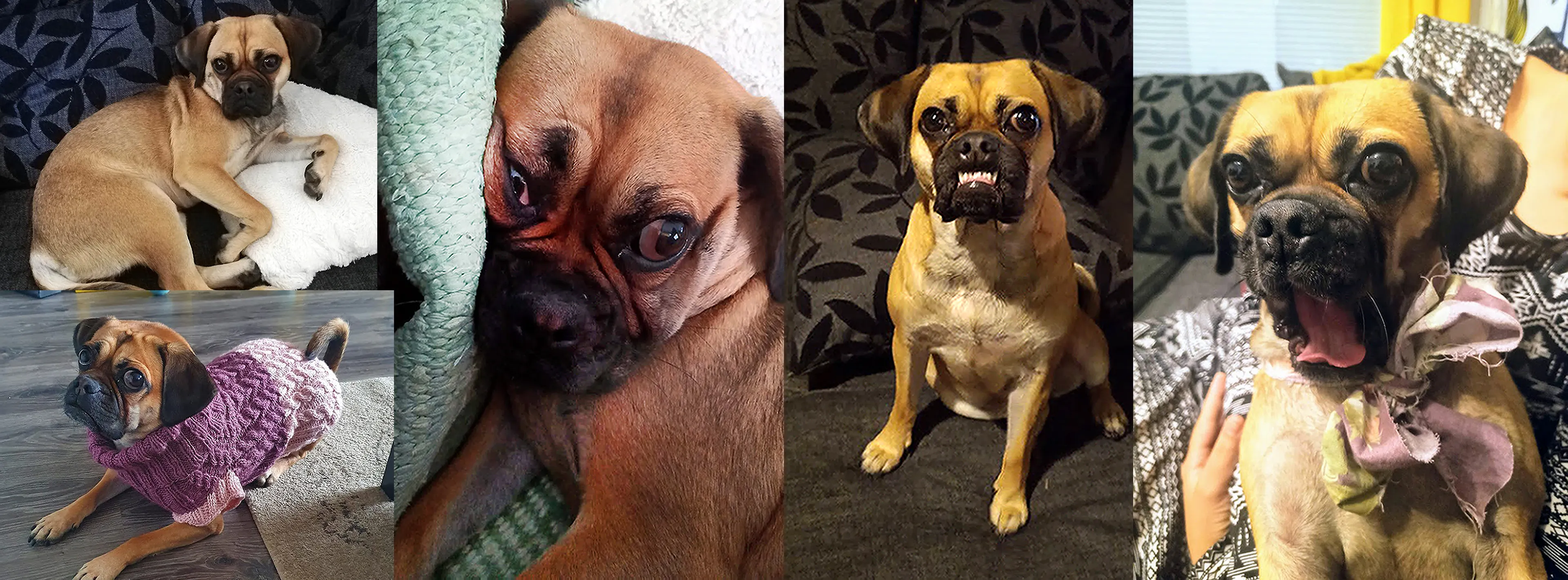 Hey Pandas, Post A Flattering And Unflattering Picture Of Your Non Human Family Members (Aka.pets)
