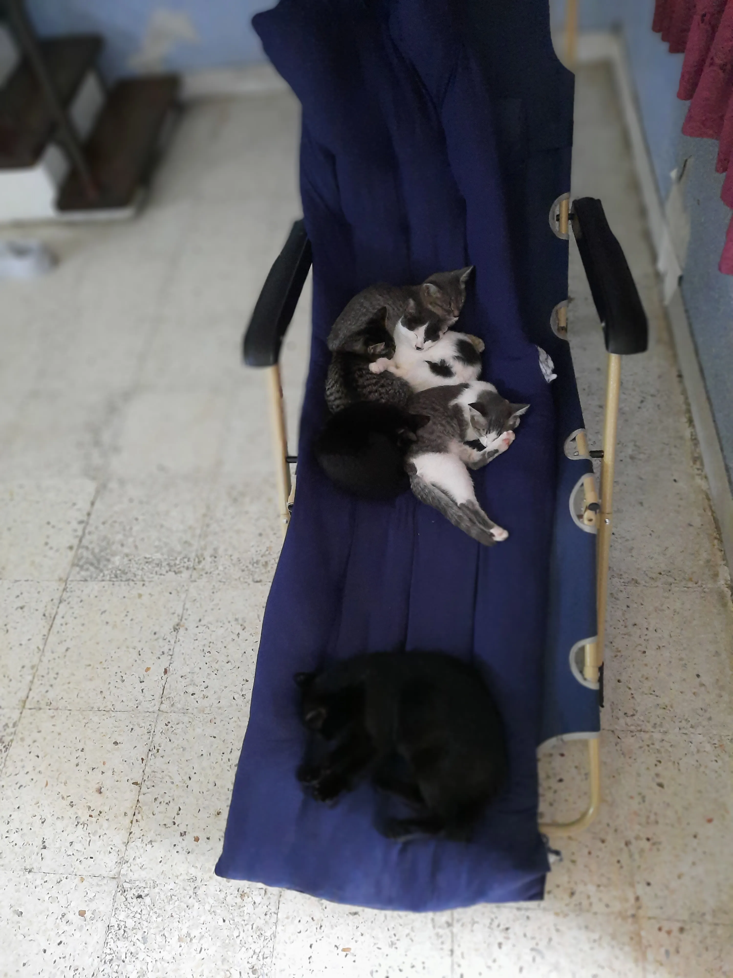 Hey Pandas,post Eh Most Heartwarming Pics Of Your Pets