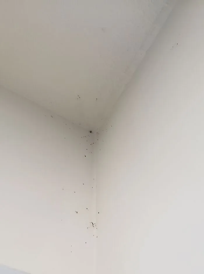I'm An Arachnophobic