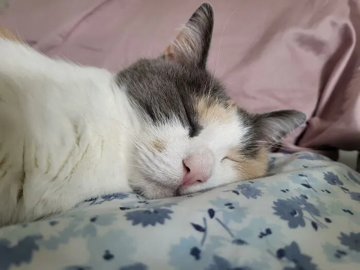 My Cat