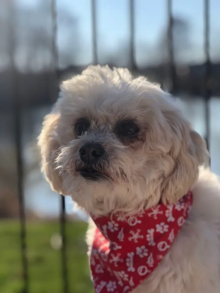 Circus Dog
