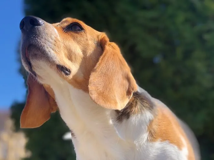 I Smell Bacon!