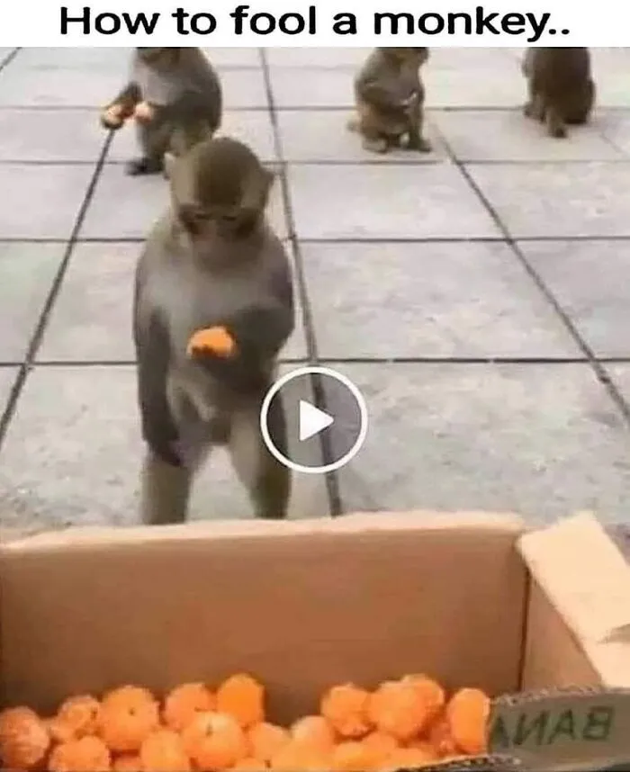 Are You A Monkey?