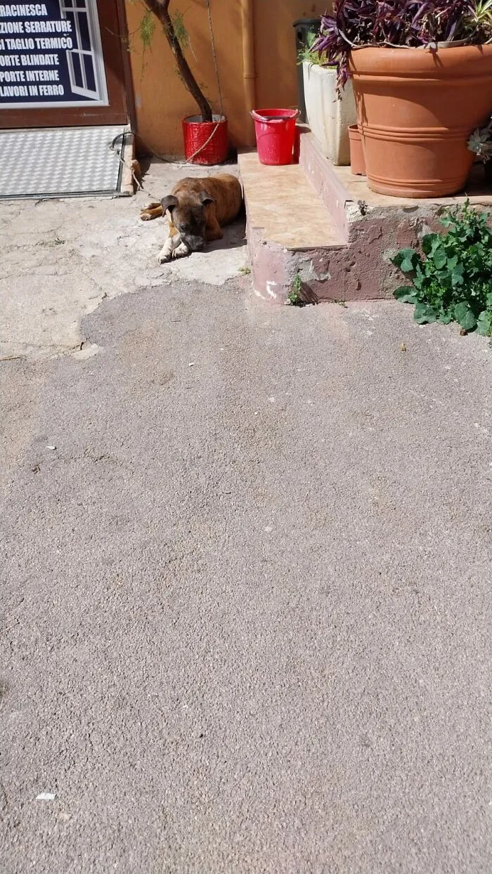 Dog Relaxes In The Sun