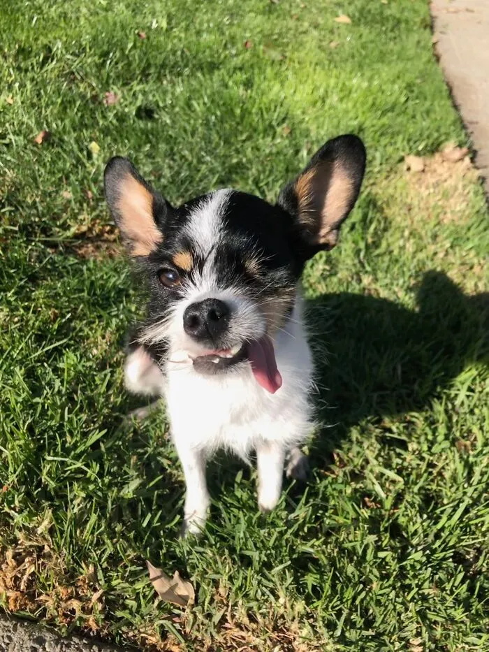 Lily Bean, When She Still Had Teefs
