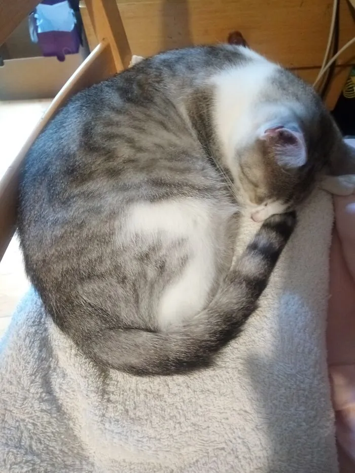 My Little Cutie