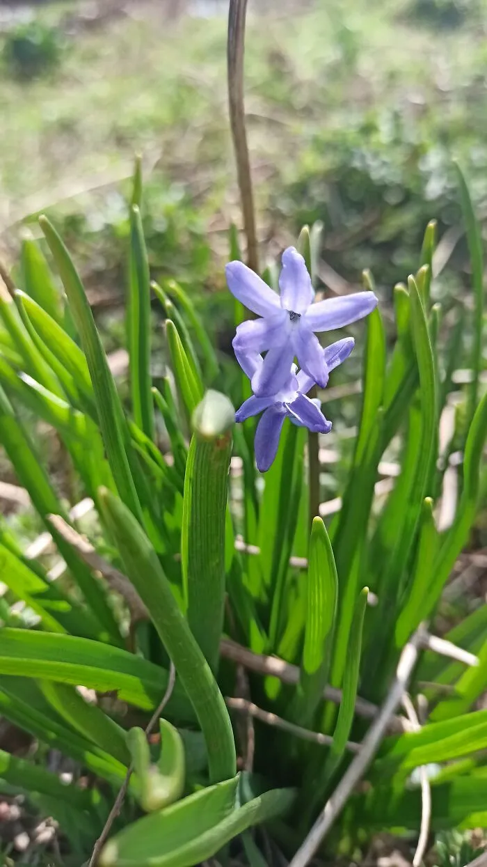 Hyacinth