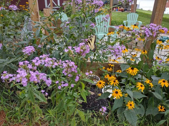 Butterfly Garden I Planted Last Year.  Hoping It Comes Back!