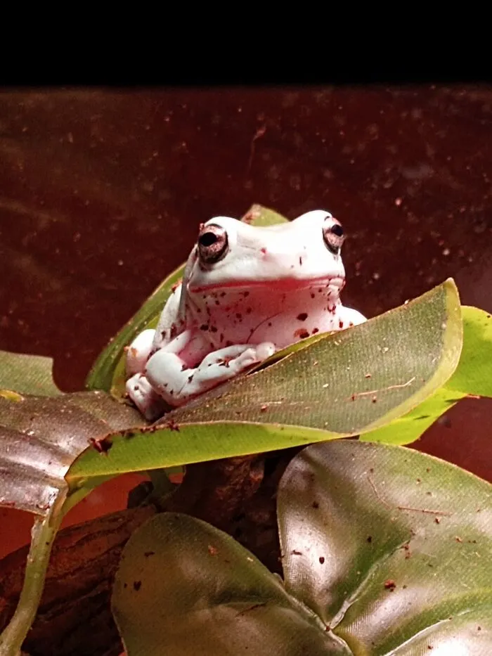 My Handsome Lil Froggo Kermit