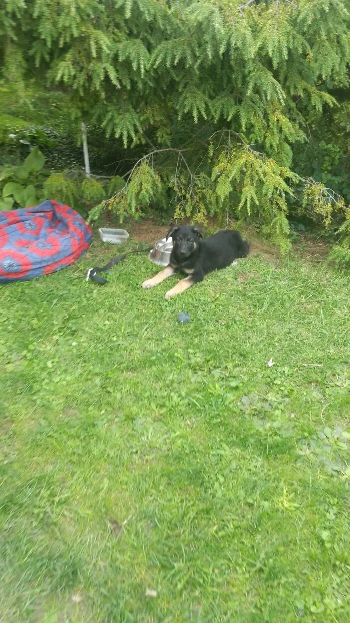 My Odin Bear