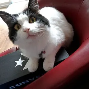 Kitcat