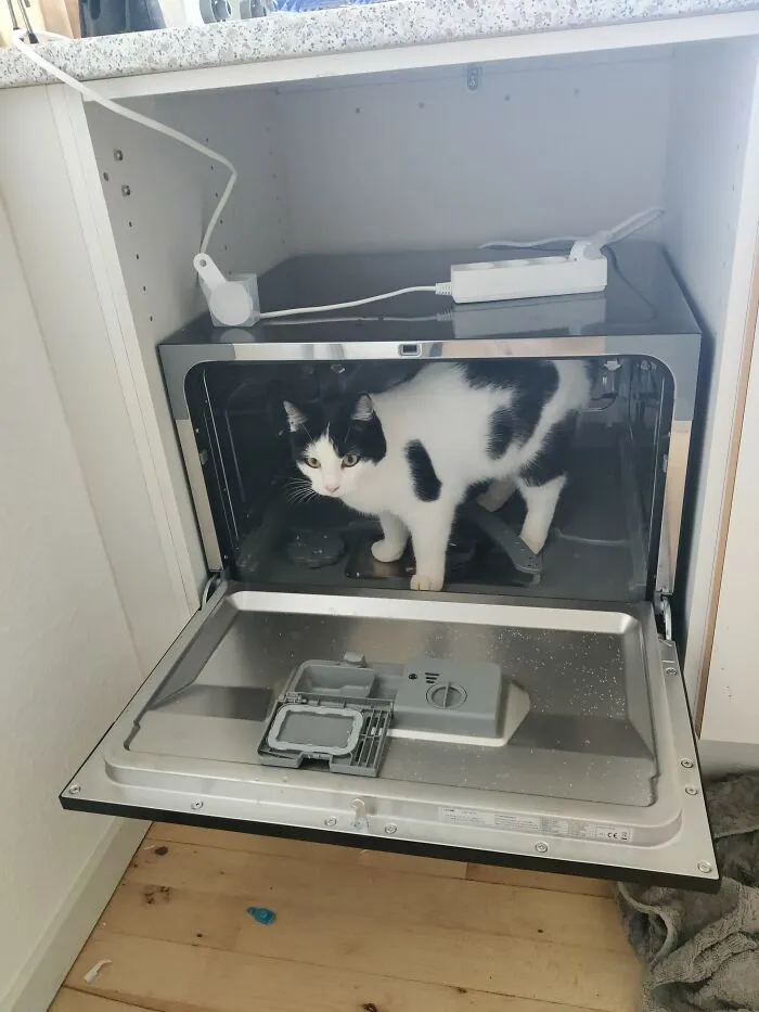 How To Wash A Cat?