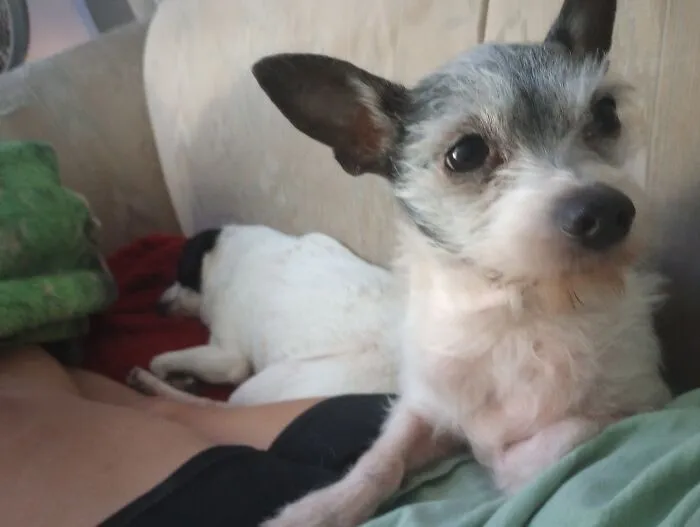 Not A Skill, But My Body Can Keep My Pups Comfy