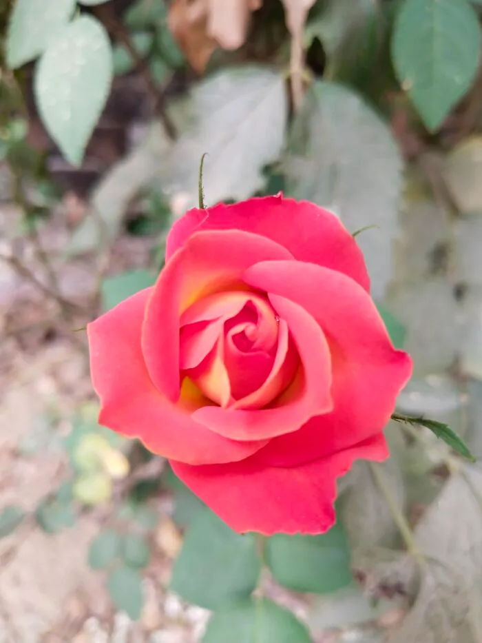 First Bloom Of My Yellow Red Rose This Year!