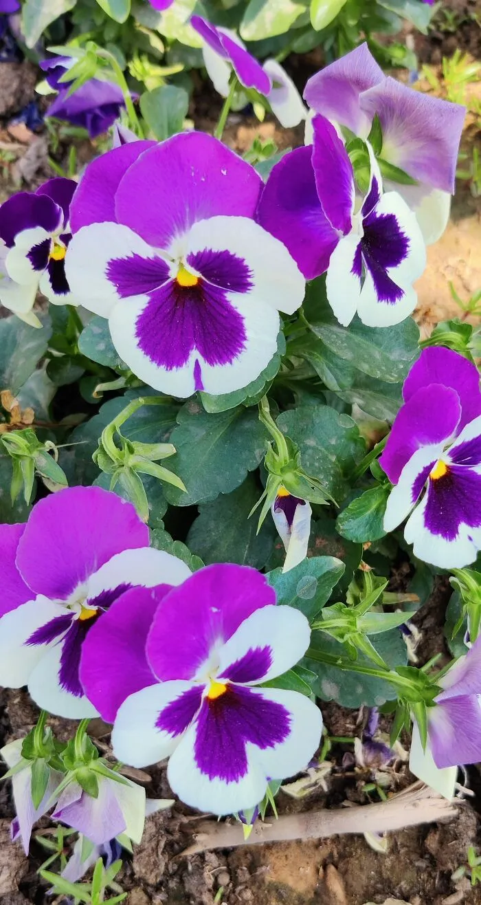 Purple Spring