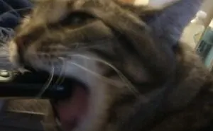 Hey Pandas, Post The Weirdest Thing Your Pet Likes To Do (Closed)
