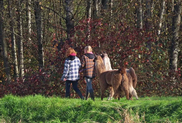 A Beautiful Day For A Walk, But What Kind Of Dogs Are These???🤣