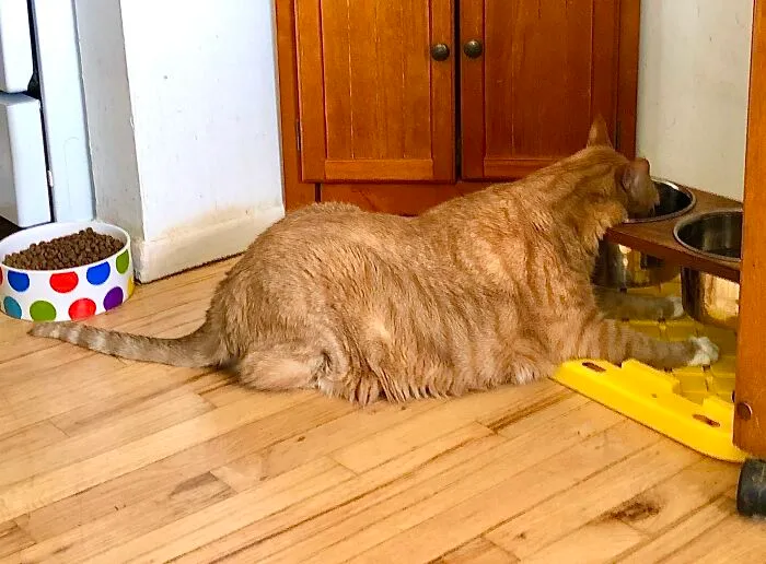 My 30 Lb Cat