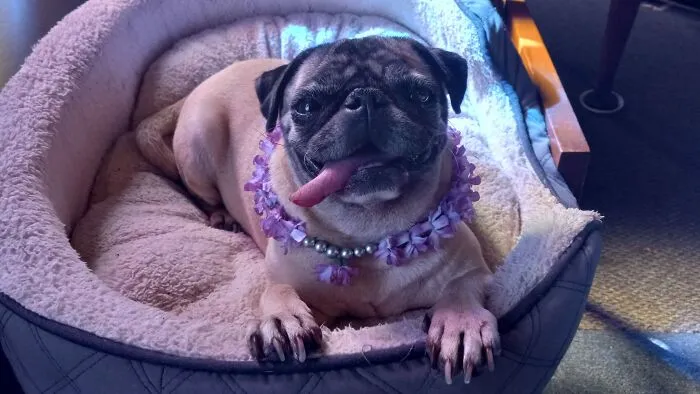 Moira Rose Wearing Her Lavender Necklace Sitting Patiently Beside Me During Sunday Church Service