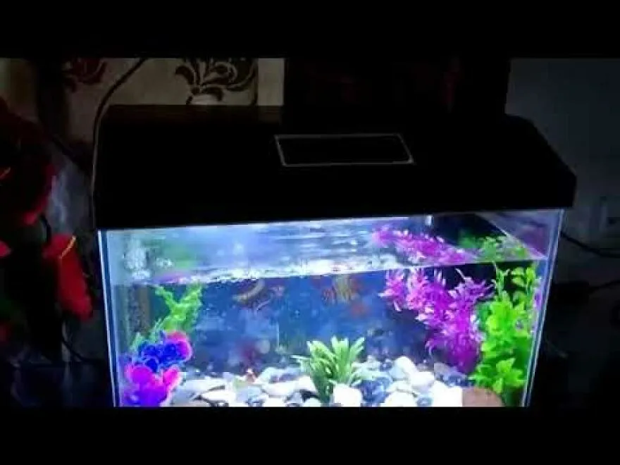 My Aquarium With Plastic Fish