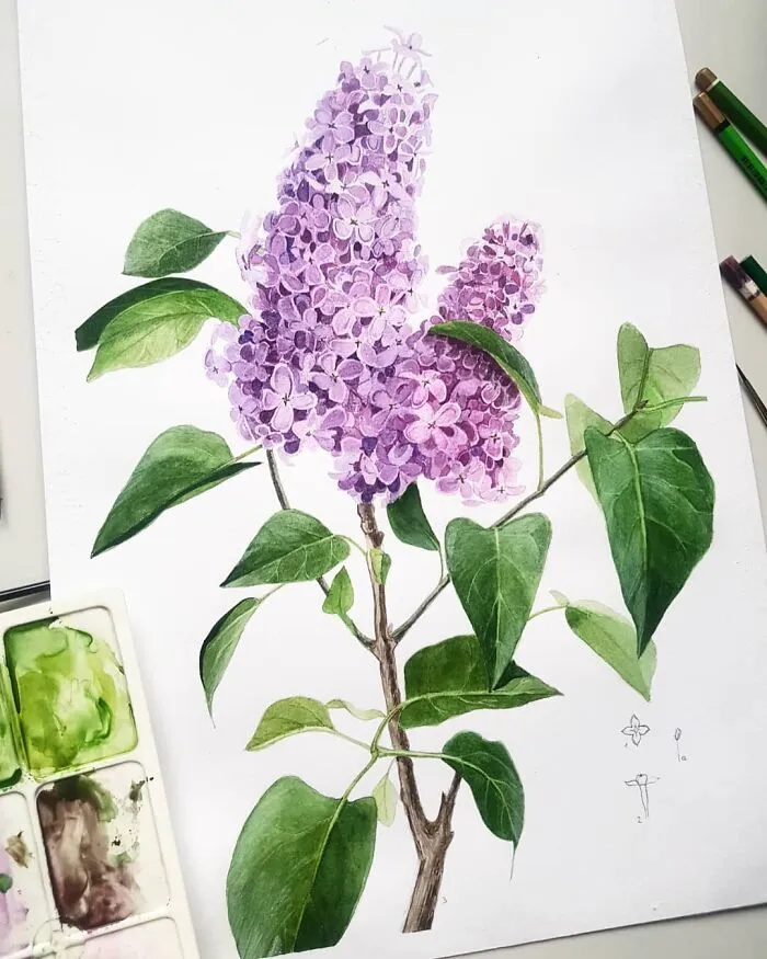 Lilac
