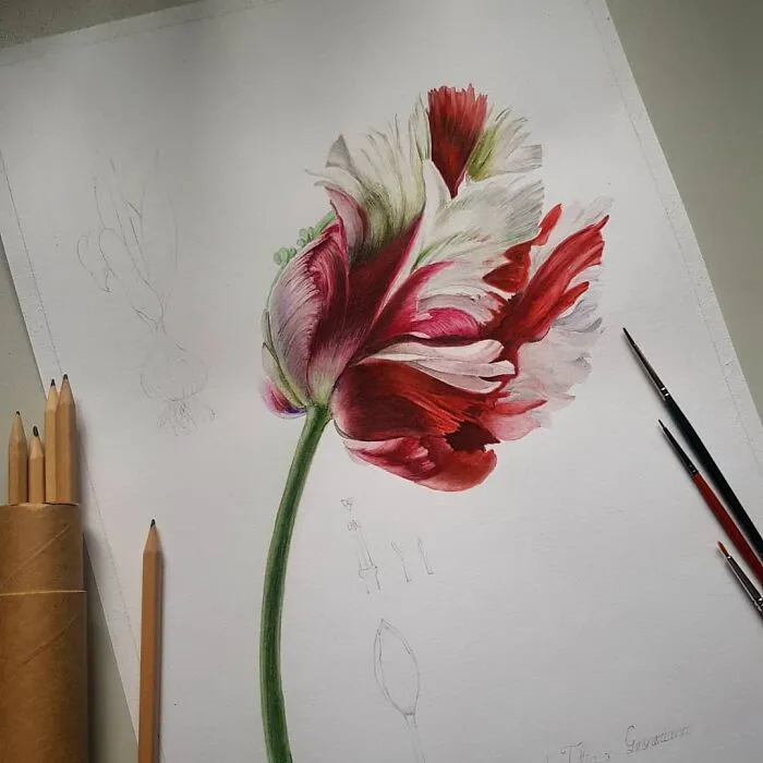 Parrot Tulip
