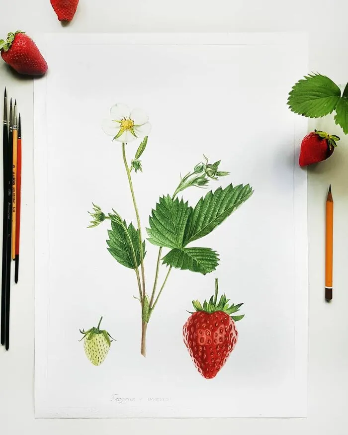 Fragaria X Ananassa