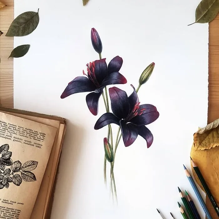 Lilium Dark