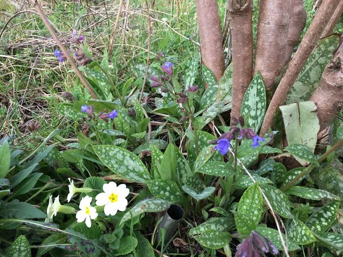 Primrose & Narrow-Leaved Bellflower (Pulmonaria)