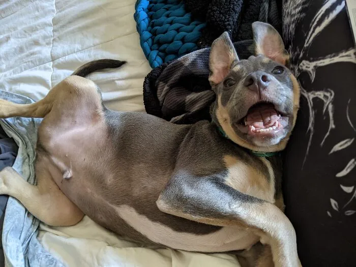 Happy Puppy