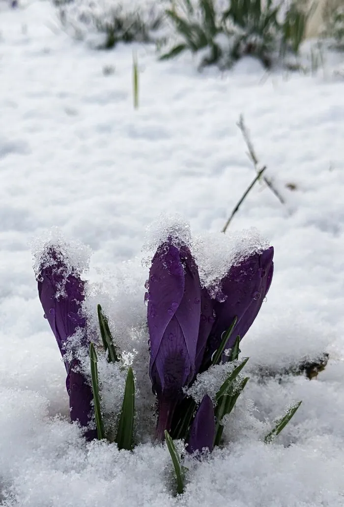 Before And After Sunny Days There Was Snow
